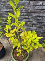 Citroenboom, Tuin en Terras, Planten | Fruitbomen, Ophalen, 100 tot 250 cm, Citroenboom