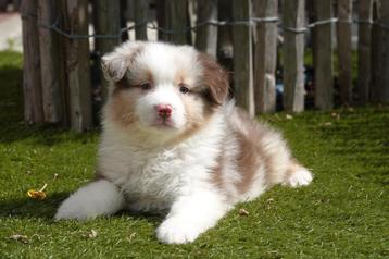 Prachtige Australische herder pups (aussie pups) beschikbaar voor biedingen
