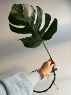 Monstera variegata stek 2, Ophalen