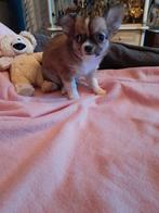 chihuahua, Dieren en Toebehoren, België, Particulier, 8 tot 15 weken, Eén hond