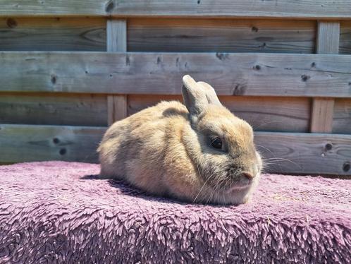 Volwassen kleurdwerg dwergkonijn voedster van 2 jaar, Dieren en Toebehoren, Konijnen, Dwerg, Vrouwelijk, 0 tot 2 jaar