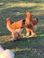 Jonge hanen  Brahma en Zijdehoen, Mâle, Poule ou poulet