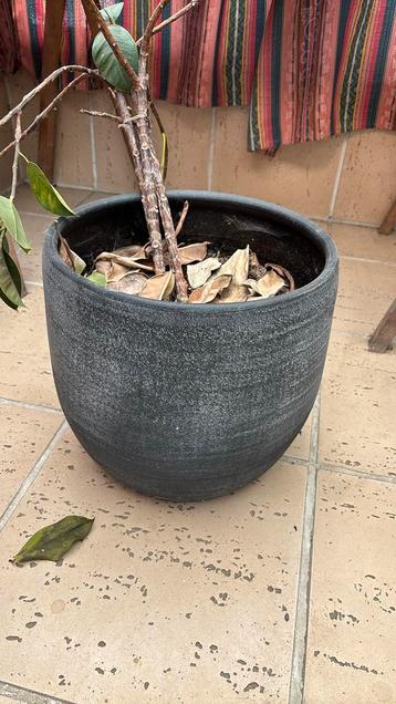 2 grote bloempot beschikbaar voor biedingen