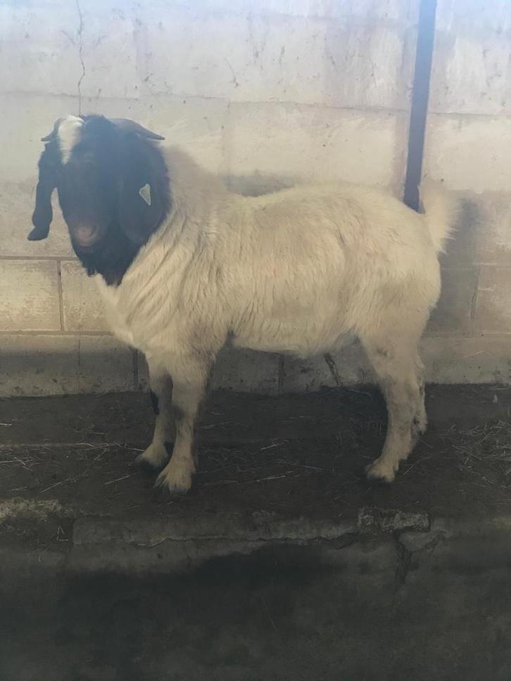 Boerbok met stamboek, Dieren en Toebehoren, Schapen, Geiten en Varkens, Geit, Mannelijk, 0 tot 2 jaar