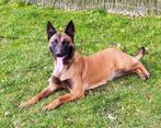 waak en verdedigingshond te koop, Animaux & Accessoires, Chiens | Bergers & Bouviers, 3 à 5 ans, Particulier, Chienne, Un chien