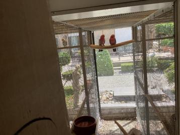 Te koop halsband parkieten + rose ‘kakatoe kweekk beschikbaar voor biedingen