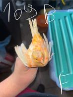 Canari, Ophalen