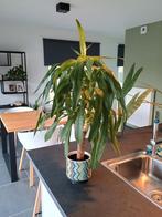 Kamerplant Yucca, Huis en Inrichting, Kamerplanten, Ophalen, Yucca