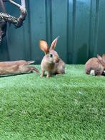 Mooie haas konijnen