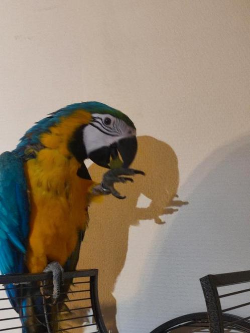 Handtamme blauwgele ara, Dieren en Toebehoren, Vogels | Parkieten en Papegaaien