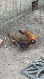 Araucana hennen 14 weken, Dieren en Toebehoren, Vrouwelijk, Kip