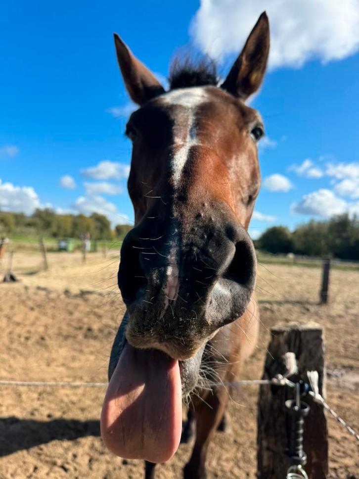 Lieve 22jarige ruin, Dieren en Toebehoren, Paarden, Ruin, Z, 165 tot 170 cm, 11 jaar of ouder, Recreatiepaard, Met stamboom, Gechipt