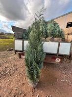 Coniferen, Tuin en Terras, Planten | Bomen, Ophalen of Verzenden