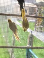 Jonge Valparkieten, Dieren en Toebehoren, Vogels | Overige Vogels