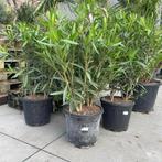 Oleander 60/80cm, Jardin & Terrasse, Plantes | Jardin, Couvre-sol, Enlèvement ou Envoi