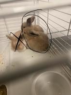 Bebe  lapin nain, Nain