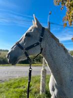 Halve stal gezocht, Animaux & Accessoires, Chevaux, Hongre