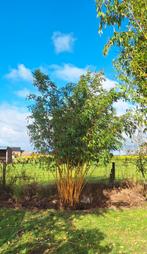 Gigantische bamboe/bamboo gratis Vivax, Tuin en Terras, Ophalen