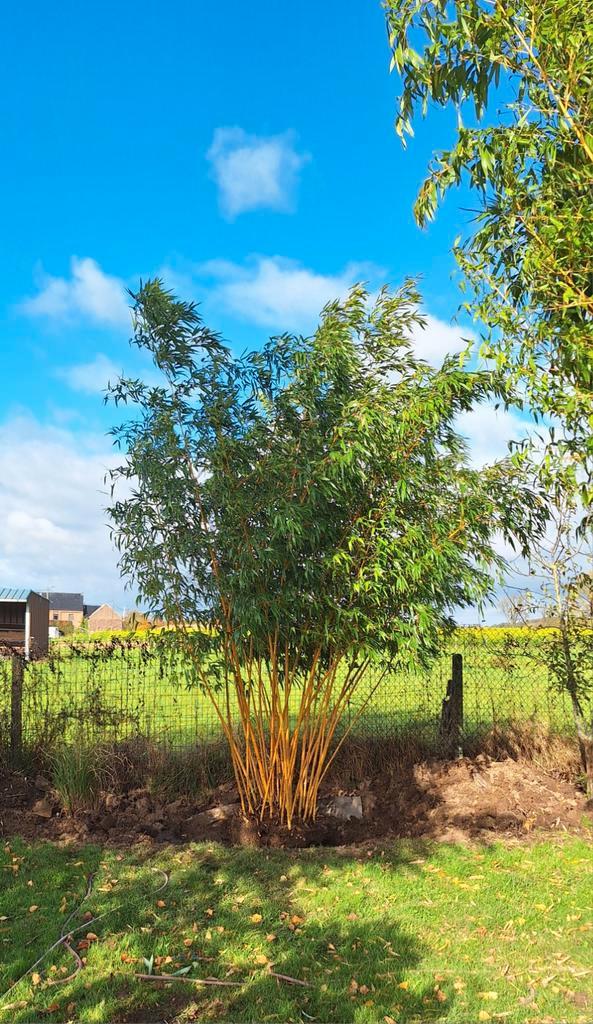 Gigantische bamboe/bamboo gratis Vivax, Tuin en Terras, Planten | Bomen, Ophalen