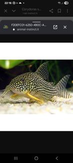Prachtige Corydorassen sterbai te koop.