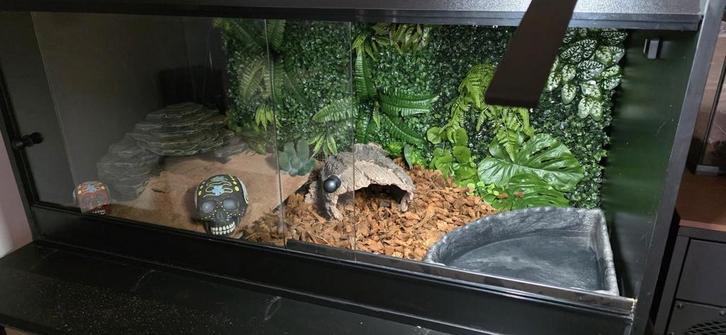 DRINGEND NIEUWE THUIS GEZOCHT Korenslangen 4j met terrarium, Dieren en Toebehoren, Reptielen en Amfibieën | Toebehoren, Zo goed als nieuw