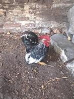Chabo haantje, Dieren en Toebehoren, Pluimvee