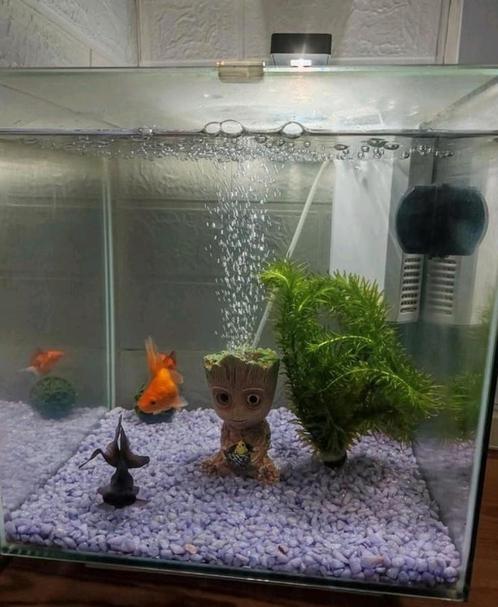 Superfish Qubic 30 met 3 sluierstaarten en toebehoren, Dieren en Toebehoren, Vissen | Aquaria en Toebehoren, Gebruikt, Ophalen