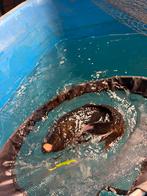 Gratis 55 cm zwarte koi, Dieren en Toebehoren, Karper of Koi