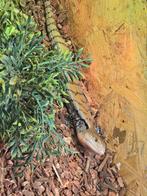 Nakweek Tiliqua scincoides, Amphibien