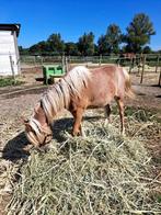Welsh pony, Dieren en Toebehoren, Pony's, Merrie, B, 0 tot 2 jaar, B pony (1.17m tot 1.27m)