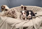 chiots border collie, Animaux & Accessoires, Chiens | Bergers & Bouviers, Colley, Plusieurs, Parvovirose, Belgique