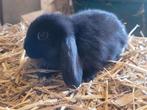 Super schattig en tam Nederlandse hangoortje, Dieren en Toebehoren, Konijnen, Hangoor