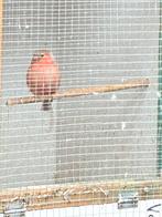 Pastel goudvinken koppel, Dieren en Toebehoren, Vogels | Overige Vogels, Meerdere dieren, Geringd