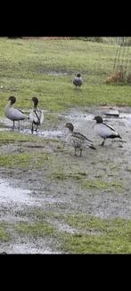 Manengansjes mannelijk (siereenden), Mâle, Canard