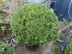 Boule de luxe Ilex crenata, Enlèvement ou Envoi, Arbuste