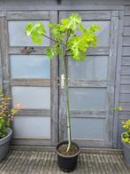 Vijgenboom Brown Turkey / per stuk (2 st beschikbaar), Ophalen, Volle zon, Vijgenboom, 100 tot 250 cm