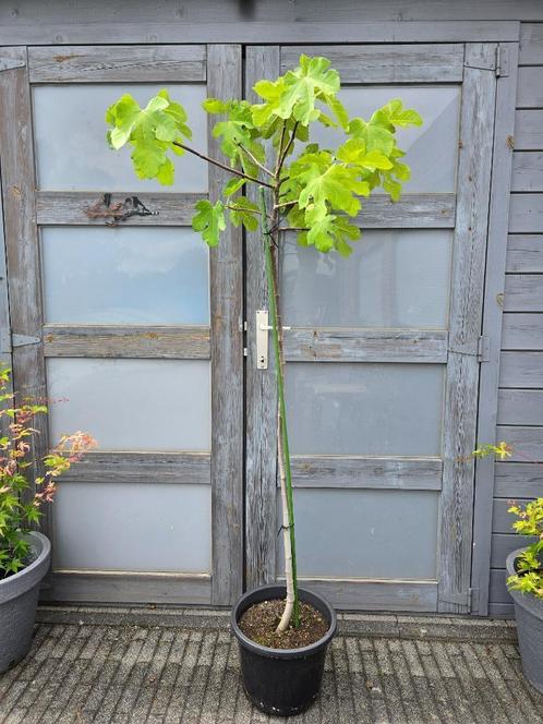Vijgenboom Brown Turkey (3 st beschikbaar), Tuin en Terras, Planten | Fruitbomen, Vijgenboom, 100 tot 250 cm, Volle zon, Zomer