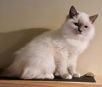 Ragdoll kittens, Dieren en Toebehoren, Katten en Kittens | Raskatten | Langhaar, Meerdere dieren, Gechipt, 0 tot 2 jaar