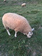 Texel schapen., Dieren en Toebehoren