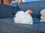 Meerdere cochinkriel haantjes gratis., Dieren en Toebehoren