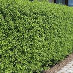 ligustrum haagplanten, Ophalen, Liguster, Haag
