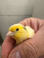 Canaris malinois a vendre, Dieren en Toebehoren, Vogels | Kanaries, Vrouwelijk