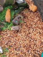 Cavia zeugen, Dieren en Toebehoren, Oktober, Vrouwelijk, Cavia