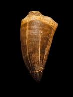 Dinosaurus tand grote mosasaurus hoffmanni tand 6,1 cm., Ophalen of Verzenden, Fossiel