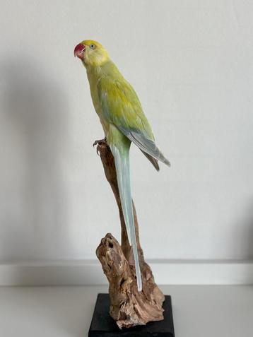Opgezette Bergparkiet - Wildernis Atelier beschikbaar voor biedingen