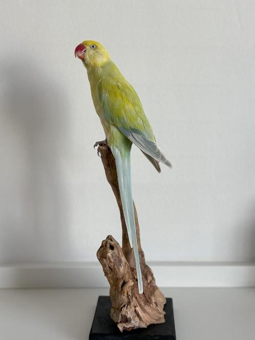 Opgezette Bergparkiet - Wildernis Atelier, Verzamelen, Dierenverzamelingen, Nieuw, Opgezet dier, Vogel, Ophalen of Verzenden