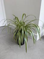 Graslelie, Huis en Inrichting, Kamerplanten, Ophalen