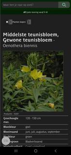 Gewone teunisbloem, Ophalen