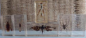 Taxidermie - opgezette insecten in epoxyhars  beschikbaar voor biedingen