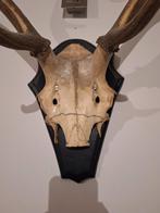 Corne de cerfs, Enlèvement